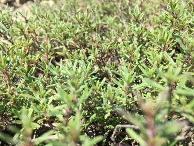 Thymus calcareus, photographed by Елена Патерикина