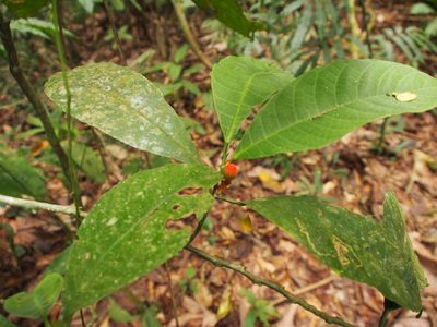 Sorocea affinis, photographed by Lena Struwe