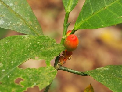Sorocea affinis, photographed by Lena Struwe