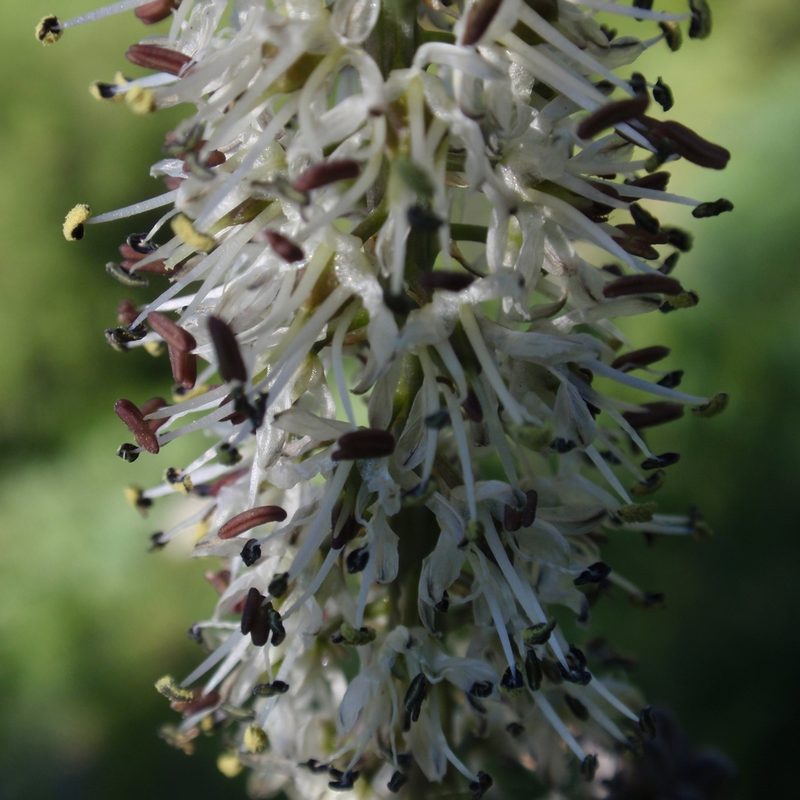 Hastingsia alba, photographed by tomhilton