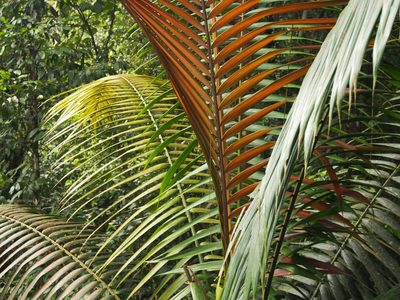 Welfia regia, photographed by Lena Struwe