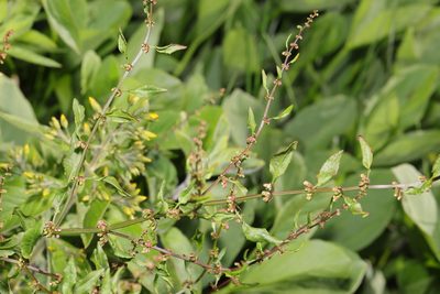 Rumex conglomeratus, photographed by Stephen James McWilliam