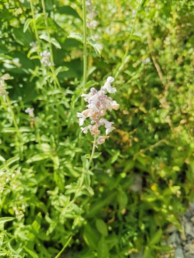 Nepeta nepetella, photographed by Roland Godon