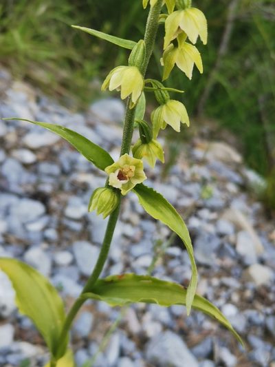 Epipactis muelleri, photographed by Roland Godon
