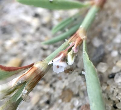 Polygonum glaucum, photographed by Chase Mathey