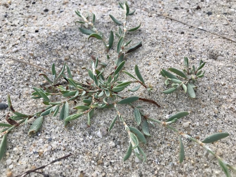 Polygonum glaucum, photographed by Chase Mathey