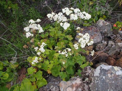 Pericallis murrayi, photographed by byb