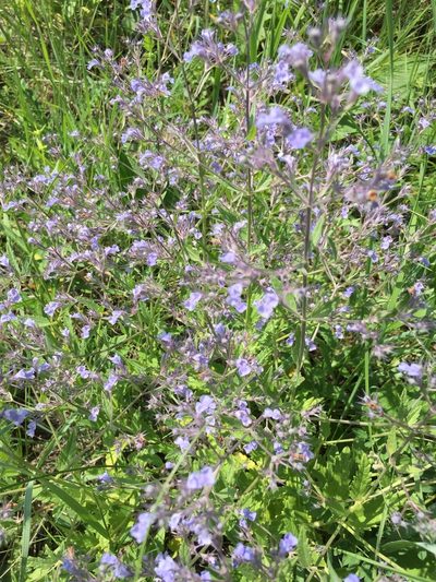 Nepeta heliotropifolia, photographed by Елена Патерикина