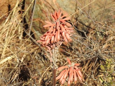 Aloe davyana, photographed by Matthew Fainman