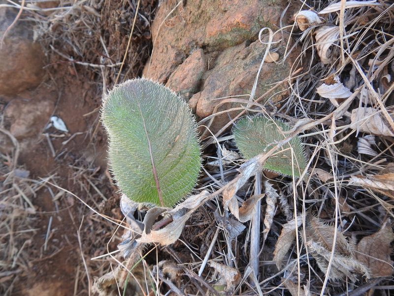 Berkheya setifera, photographed by Matthew Fainman