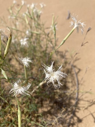 Dianthus squarrosus, photographed by Stanislav Murashkin