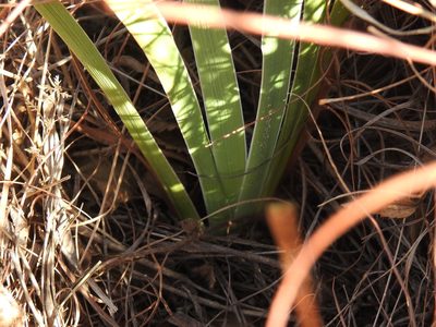 Aristea torulosa, photographed by Matthew Fainman