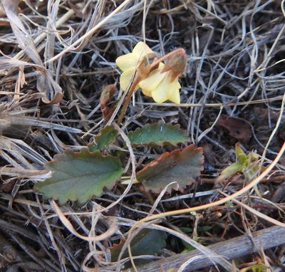 Hermannia depressa, photographed by Matthew Fainman