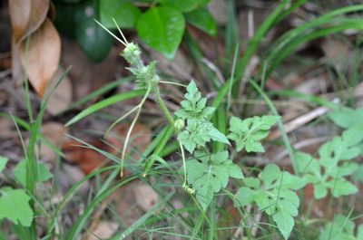 Citrullus lanatus, photographed by Zinogre