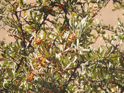 Pyracantha angustifolia, photographed by Matthew Fainman