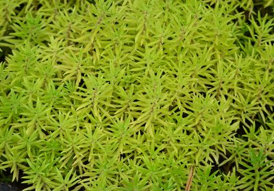 Sedum mexicanum, photographed by Zinogre