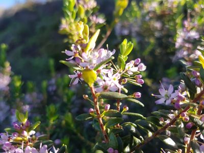 Agathosma ovata, photographed by Stefan Wolmarans