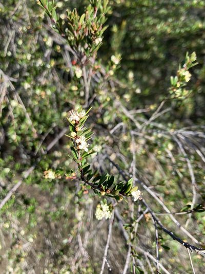 Micrantheum hexandrum, photographed by krumpianking