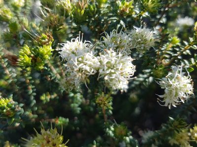 Agathosma apiculata, photographed by Stefan Wolmarans