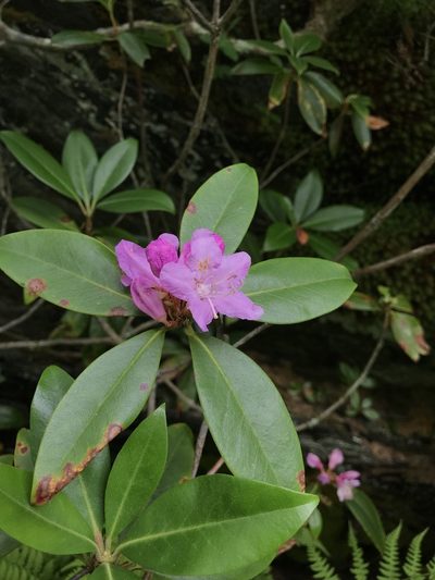 Rhododendron smokianum, photographed by Johanan Daniel
