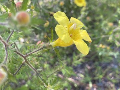 Aureolaria pectinata, photographed by Alan Weakley