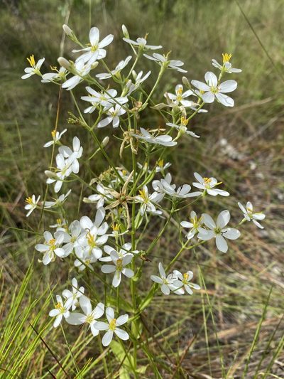 Sabatia quadrangula, photographed by Alan Weakley