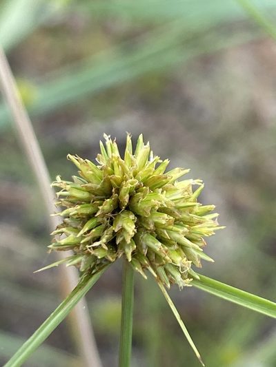 Cyperus filiculmis, photographed by Alan Weakley
