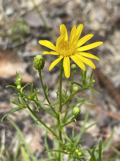 Pityopsis pinifolia, photographed by Alan Weakley