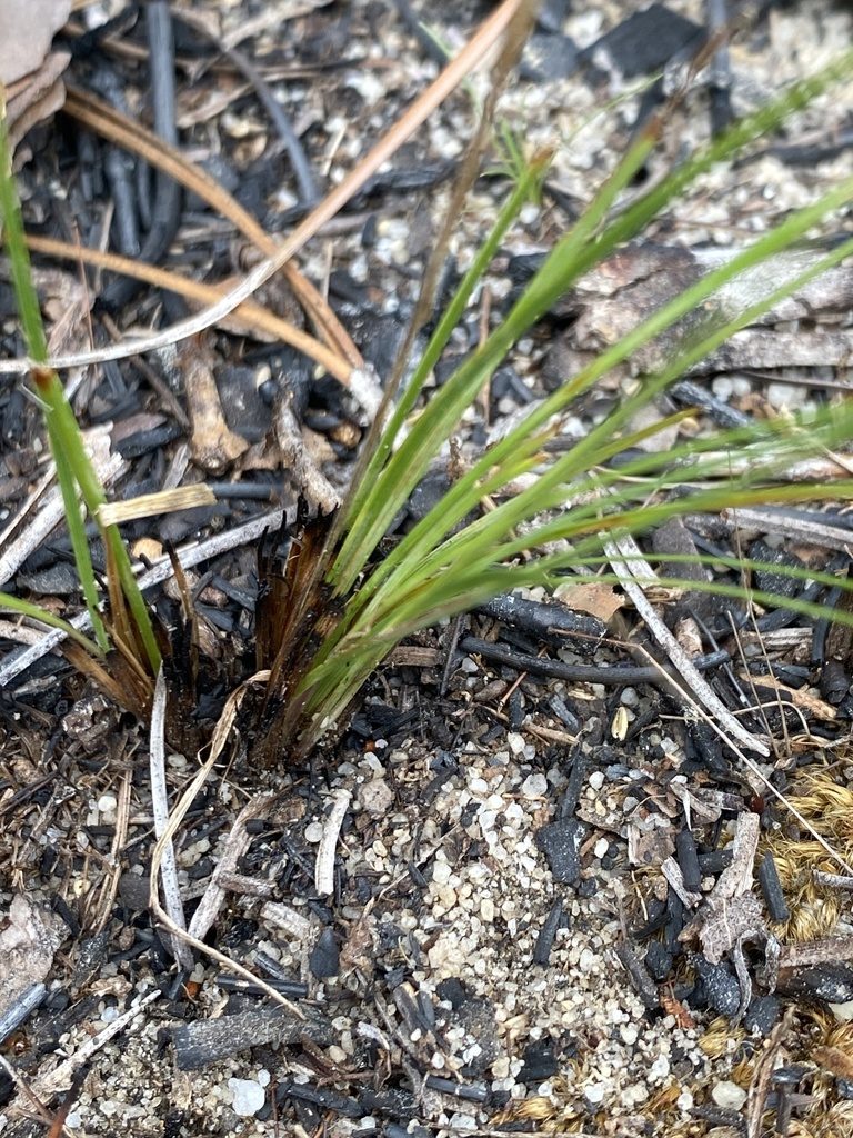 Sisyrinchium fuscatum, photographed by Alan Weakley