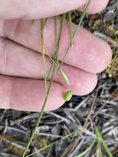 Sisyrinchium fuscatum, photographed by Alan Weakley