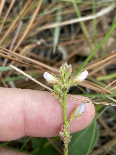 Galactia mollis, photographed by Alan Weakley