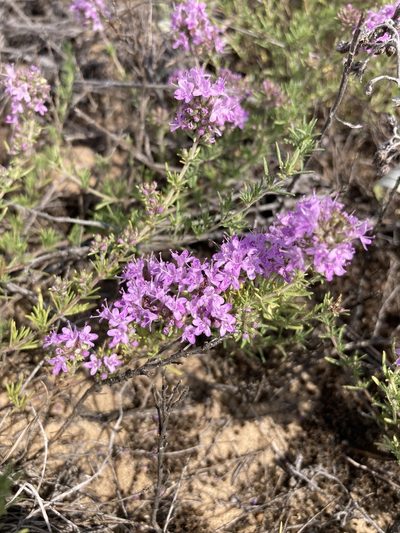 Thymus pallasianus, photographed by Stanislav Murashkin