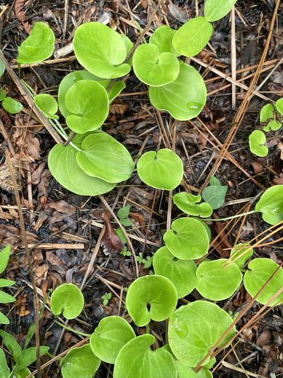 Parnassia caroliniana, photographed by Alan Weakley