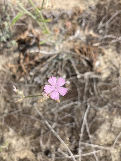 Dianthus polymorphus, photographed by Stanislav Murashkin