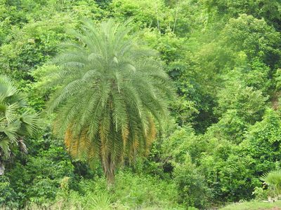 Phoenix sylvestris, photographed by Raja bandi
