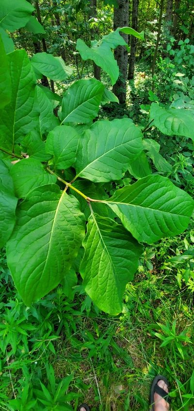 Syringa reticulata, photographed by Sarah Johnson