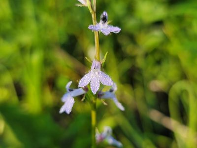 Lobelia spicata, photographed by Elias