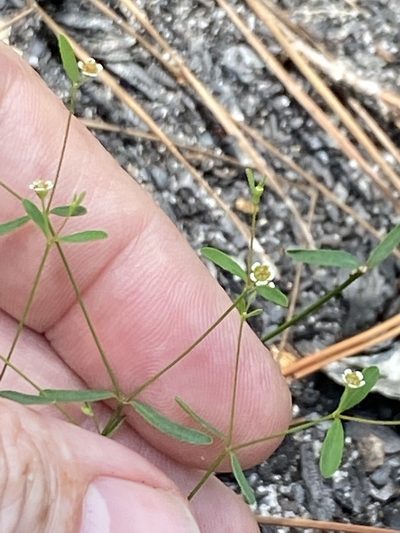 Euphorbia curtisii, photographed by Alan Weakley
