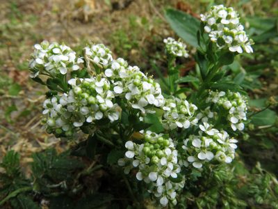 Lepidium juvencum, photographed by John Barkla