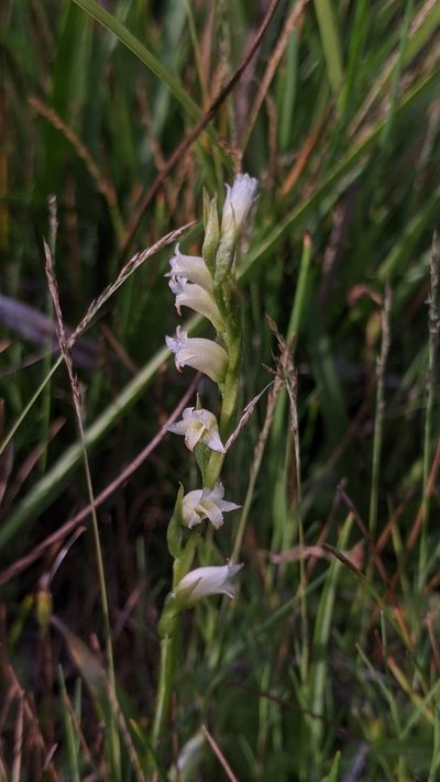 Spiranthes perexilis, photographed by My-Lan Le