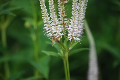 Veronicastrum virginicum, photographed by Martyn Drabik-Hamshare