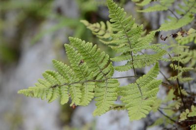 Gymnocarpium robertianum, photographed by nicoweg