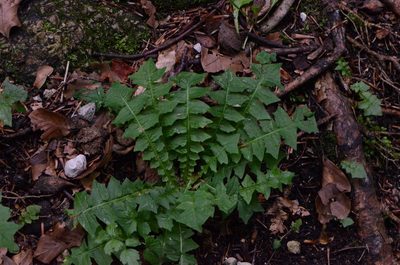 Aposeris foetida, photographed by nicoweg