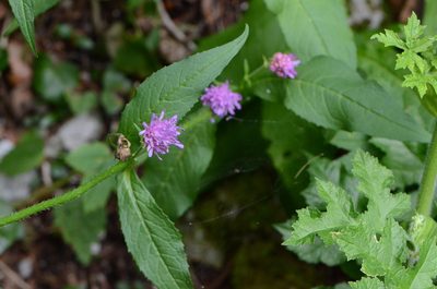 Knautia dipsacifolia, photographed by nicoweg