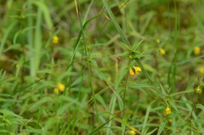 Melampyrum sylvaticum, photographed by nicoweg