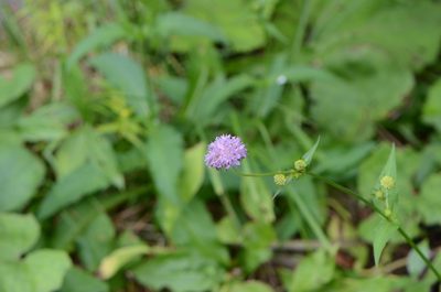 Knautia dipsacifolia, photographed by nicoweg