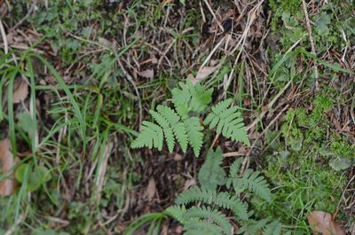 Gymnocarpium robertianum, photographed by nicoweg