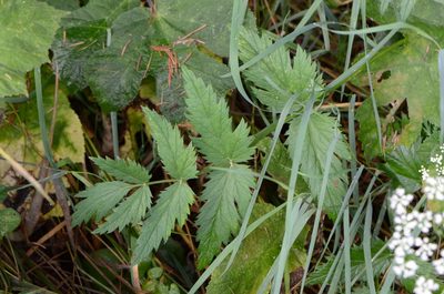 Pimpinella major, photographed by nicoweg