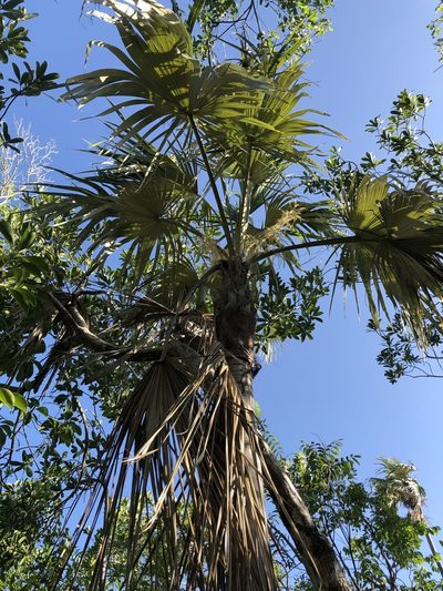 Coccothrinax proctorii, photographed by caymanmatt