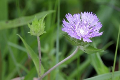 Stokesia laevis, photographed by Lauren McLaurin